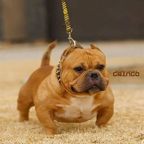 micro exotic bully price philippines|Micro american bully exotic blood .